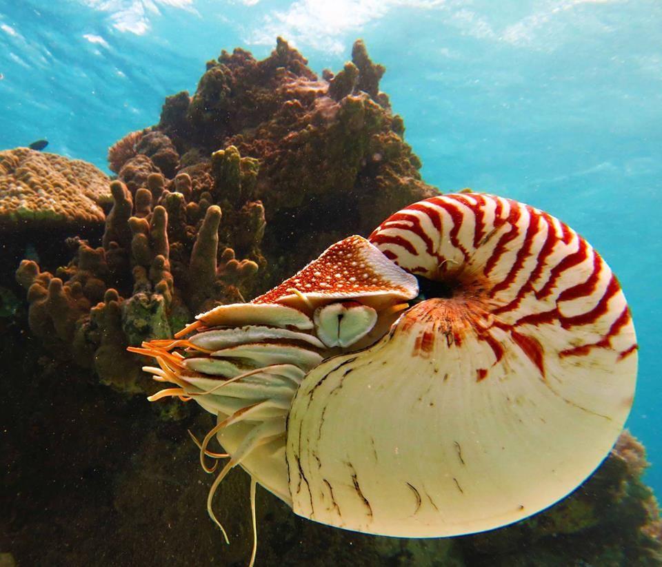 Nautilus is the common name of pelagic marine mollusks of