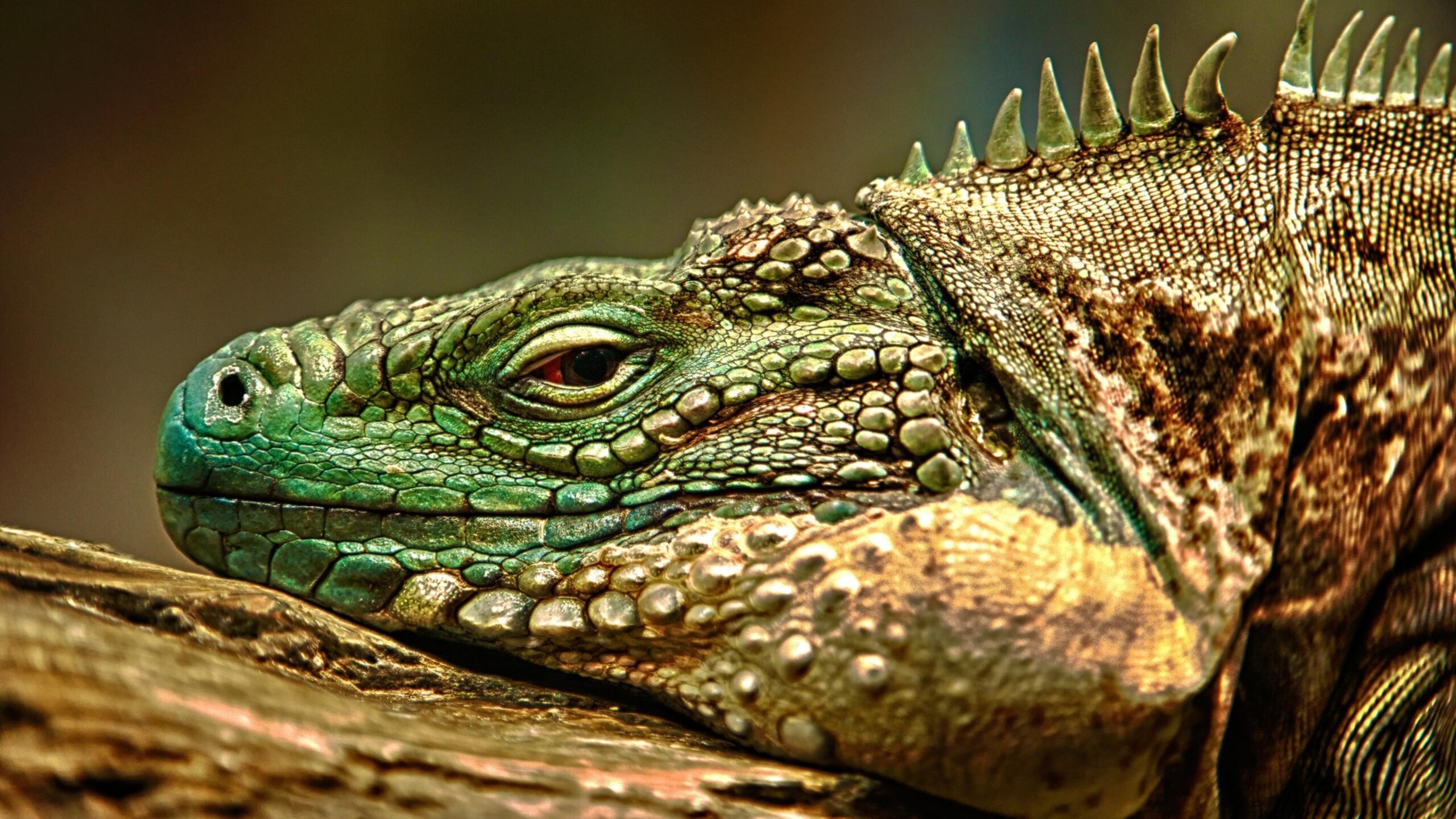 Iguana Wallpapers Full HD