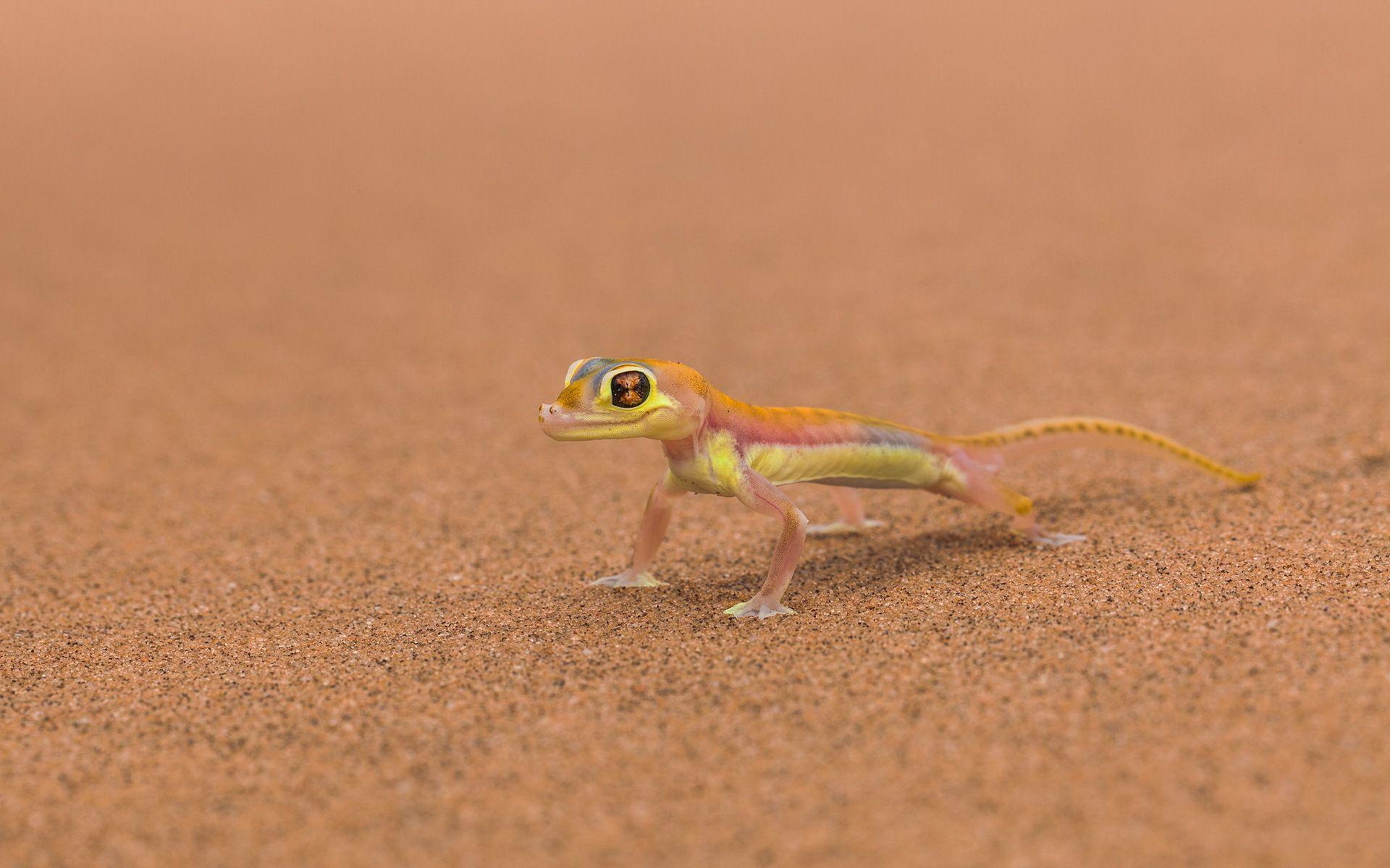 Download Lizard Wallpapers 21411 High Resolution