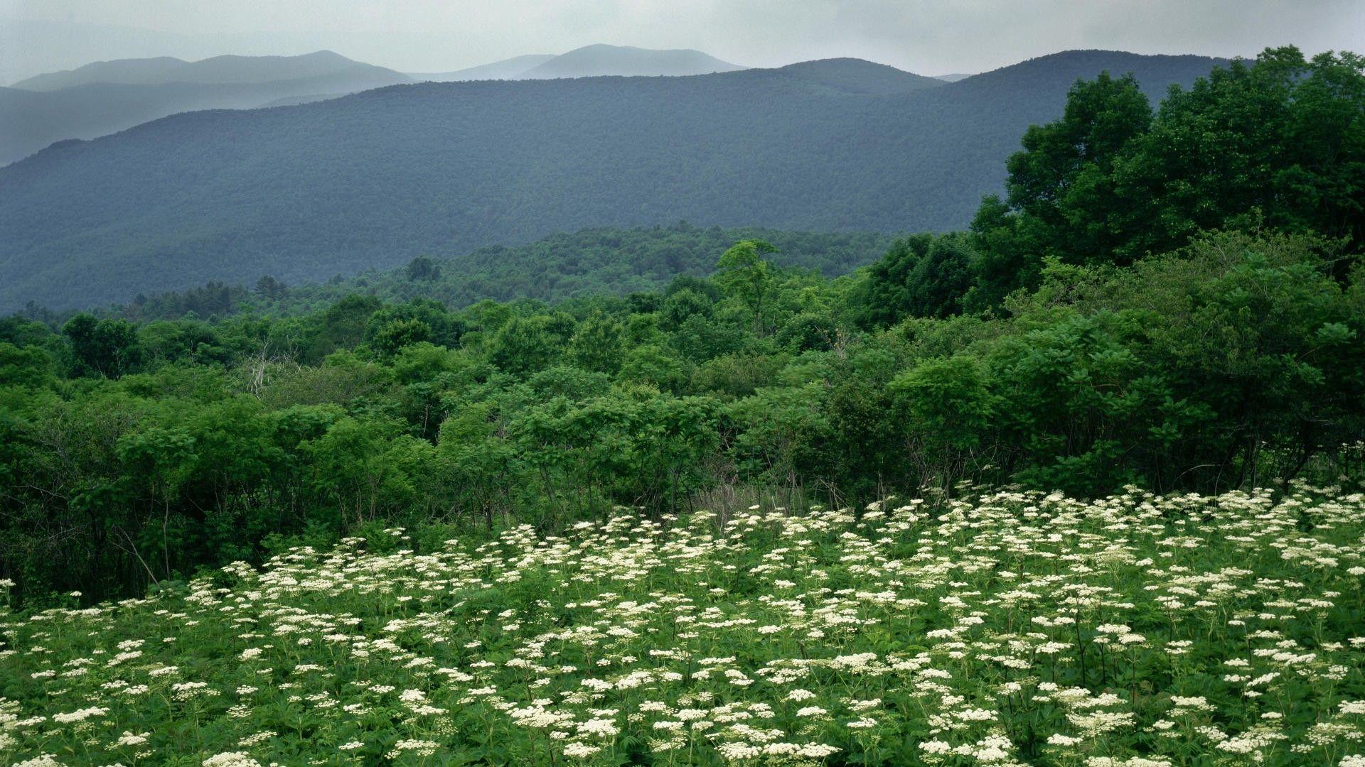 virginia state flower wallpapers