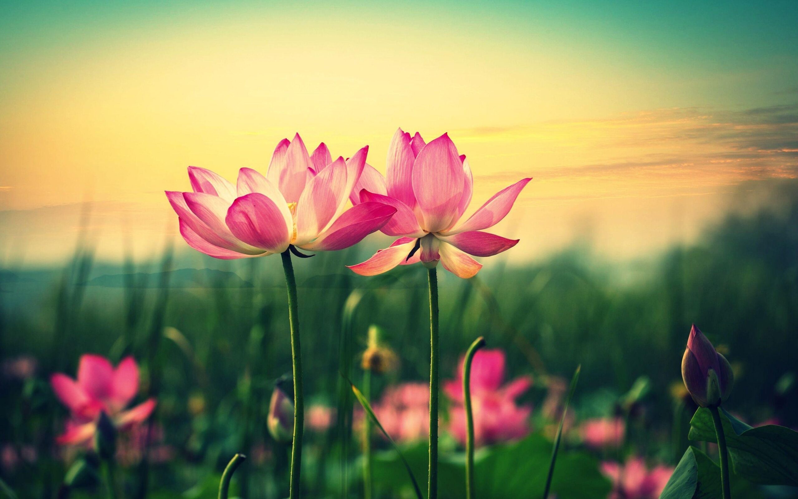 Lotus Flower wallpapers