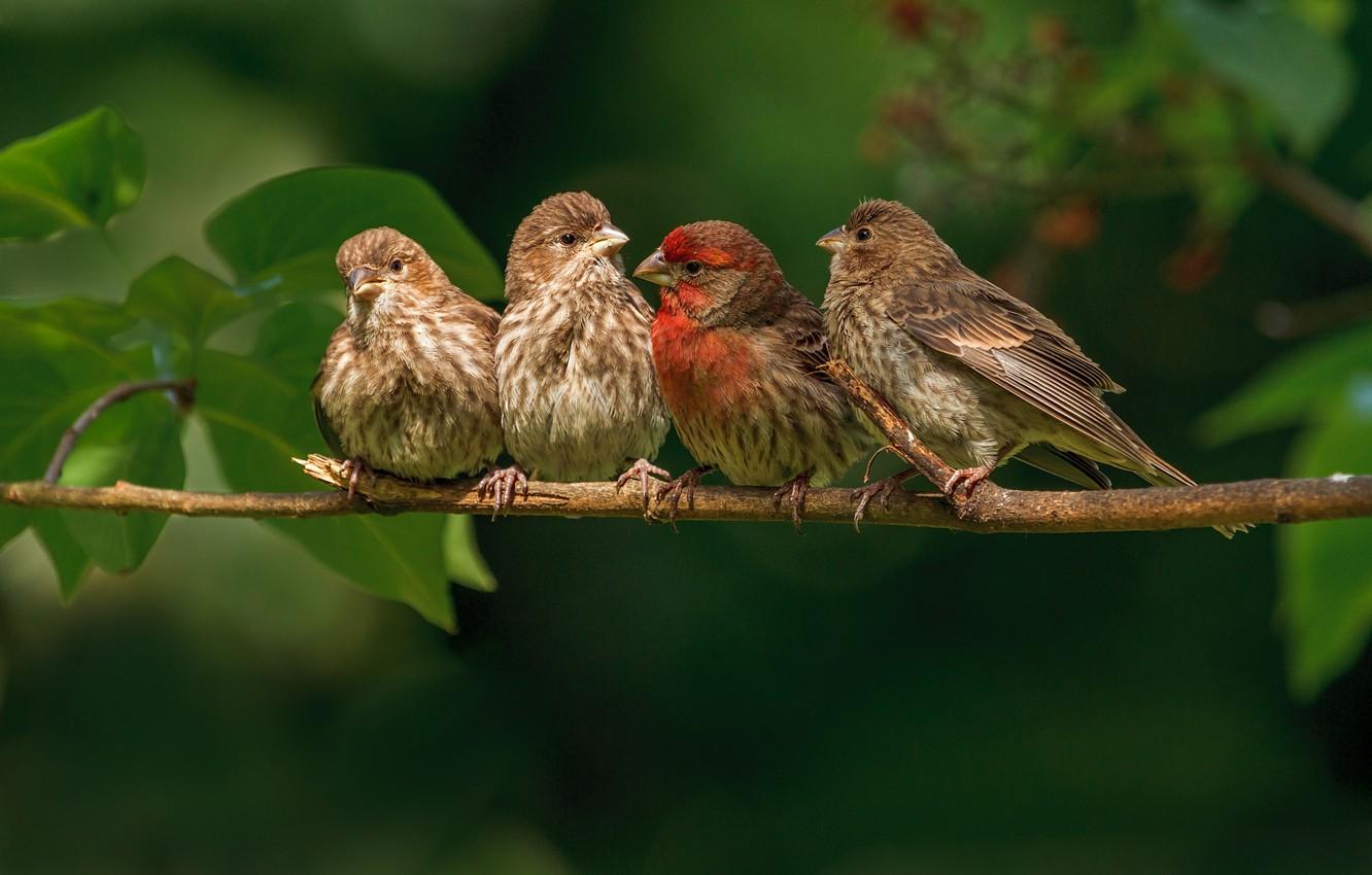 Wallpapers birds, branch, family, finches image for desktop