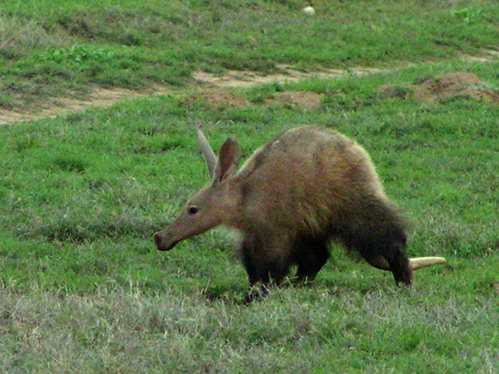 Free aardvark Wallpapers download