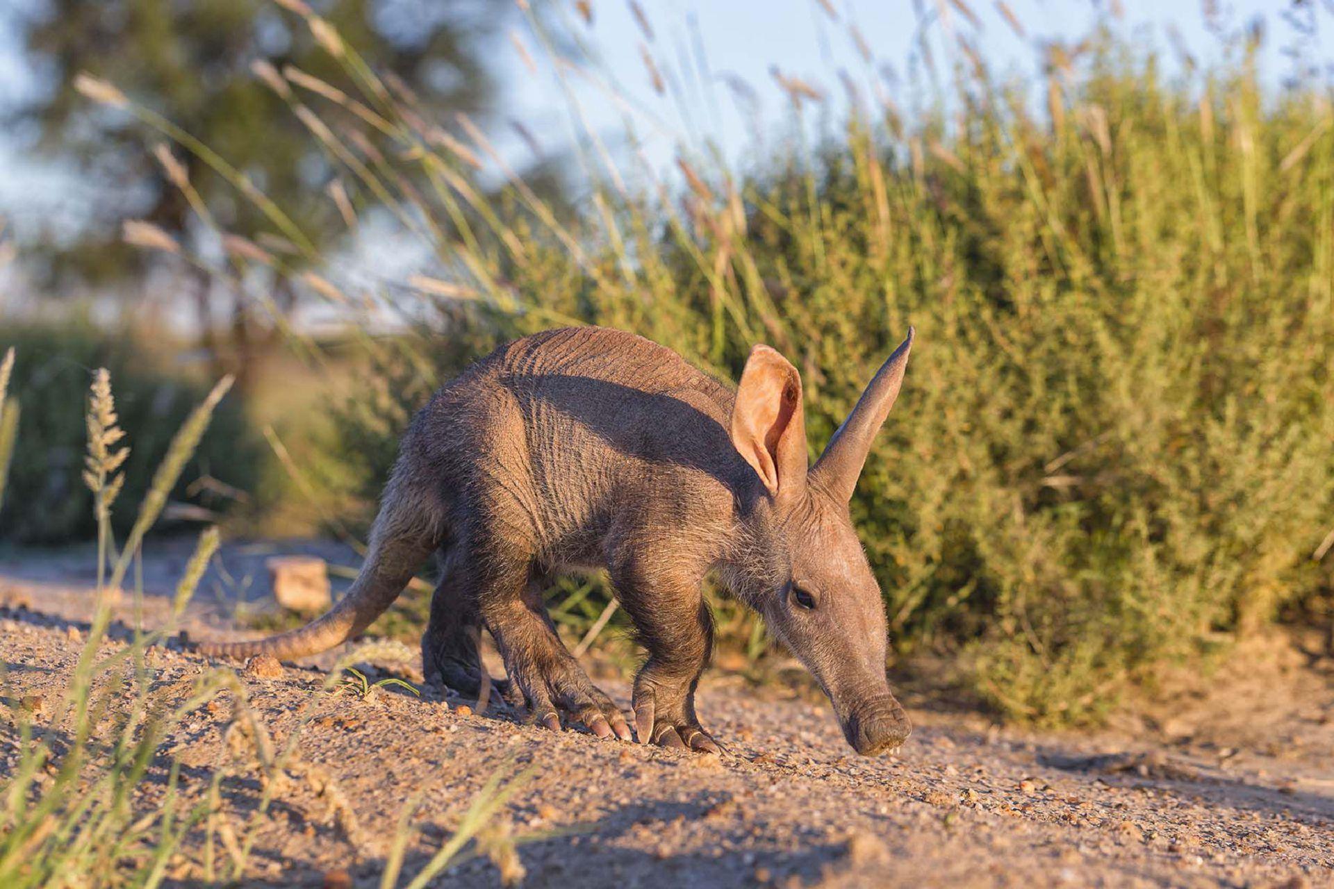 Aardvark Wallpaper Backgrounds