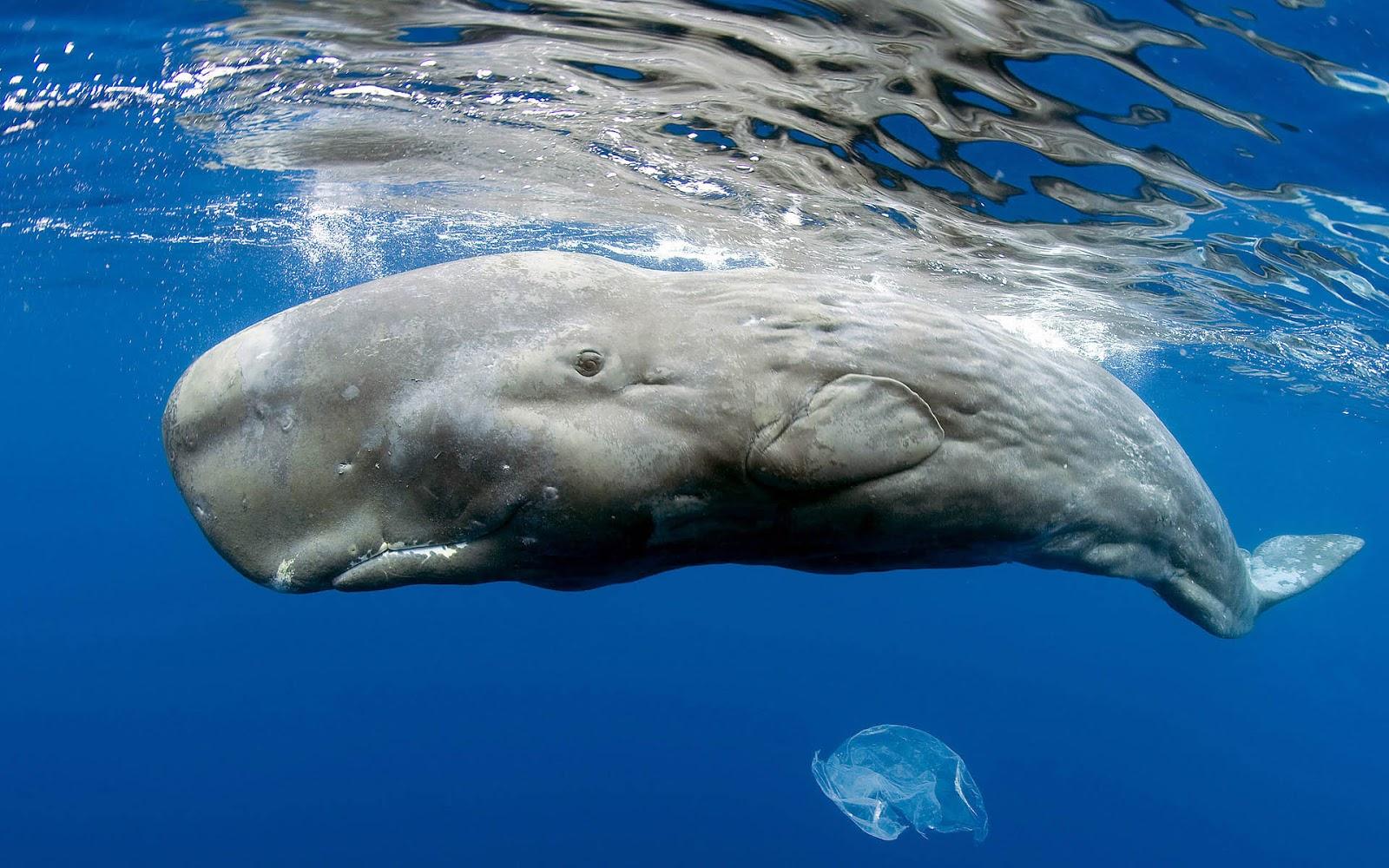 Bowhead Whale Widescreen Wallpapers 18694