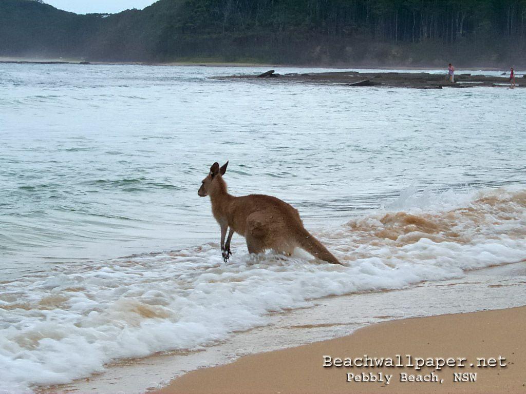 Pin Kangaroo Hd Wallpapers