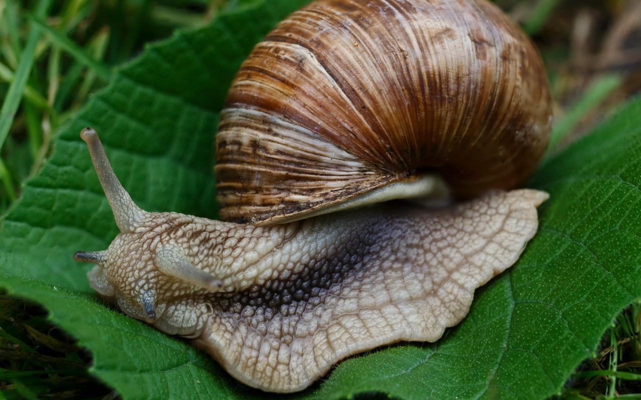 Download wallpapers snail, slugs, macro, shell