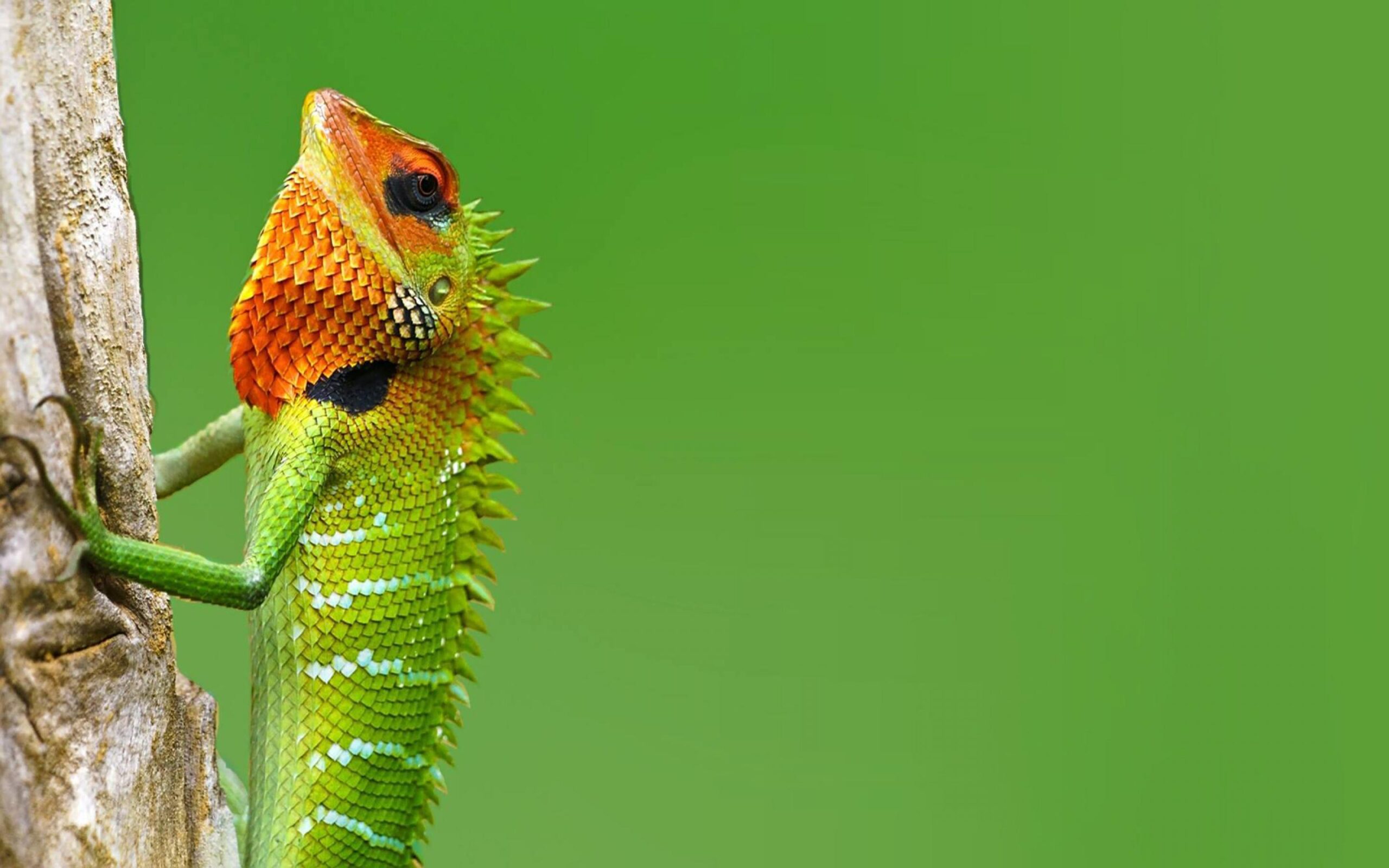 Chameleon Wallpapers 4K