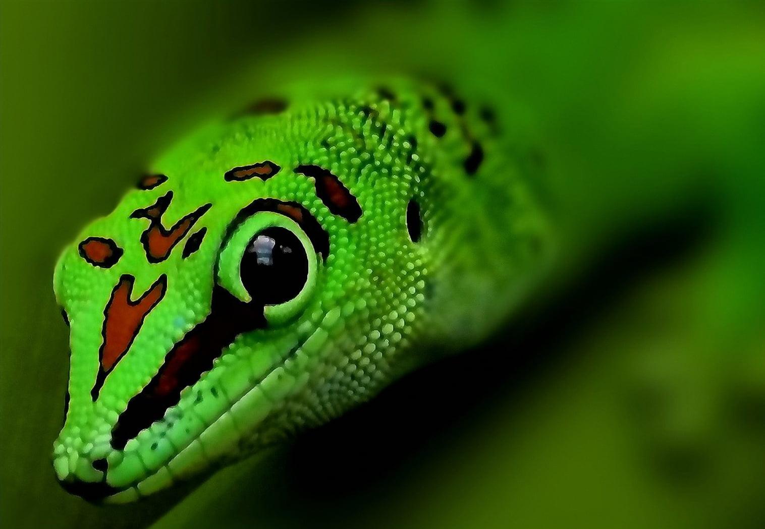 Selective focus of green leopard, gecko HD wallpapers