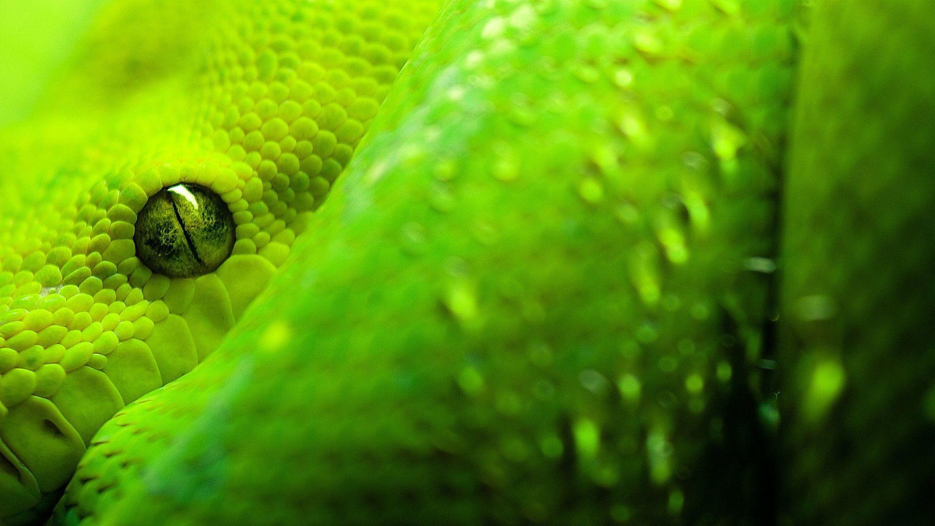 Green Snake Wallpapers