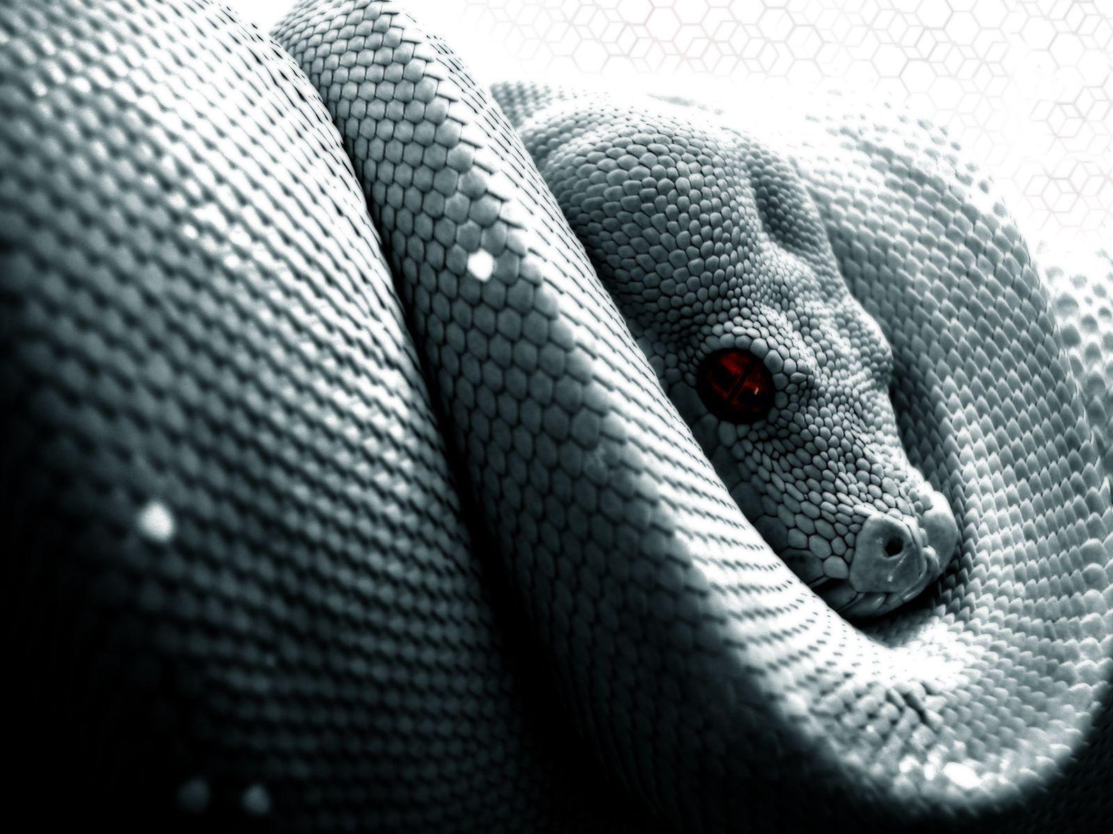 Snake Computer Wallpapers, Desktop Backgrounds Id: 26823