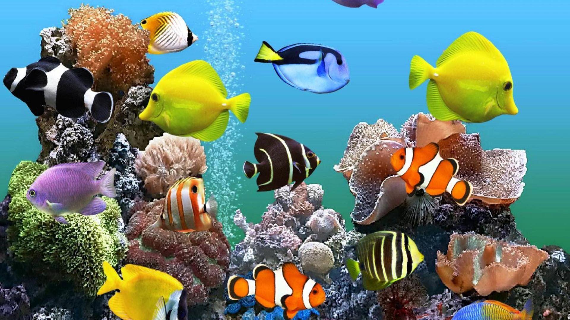 Marine Aquarium HD Wallpapers