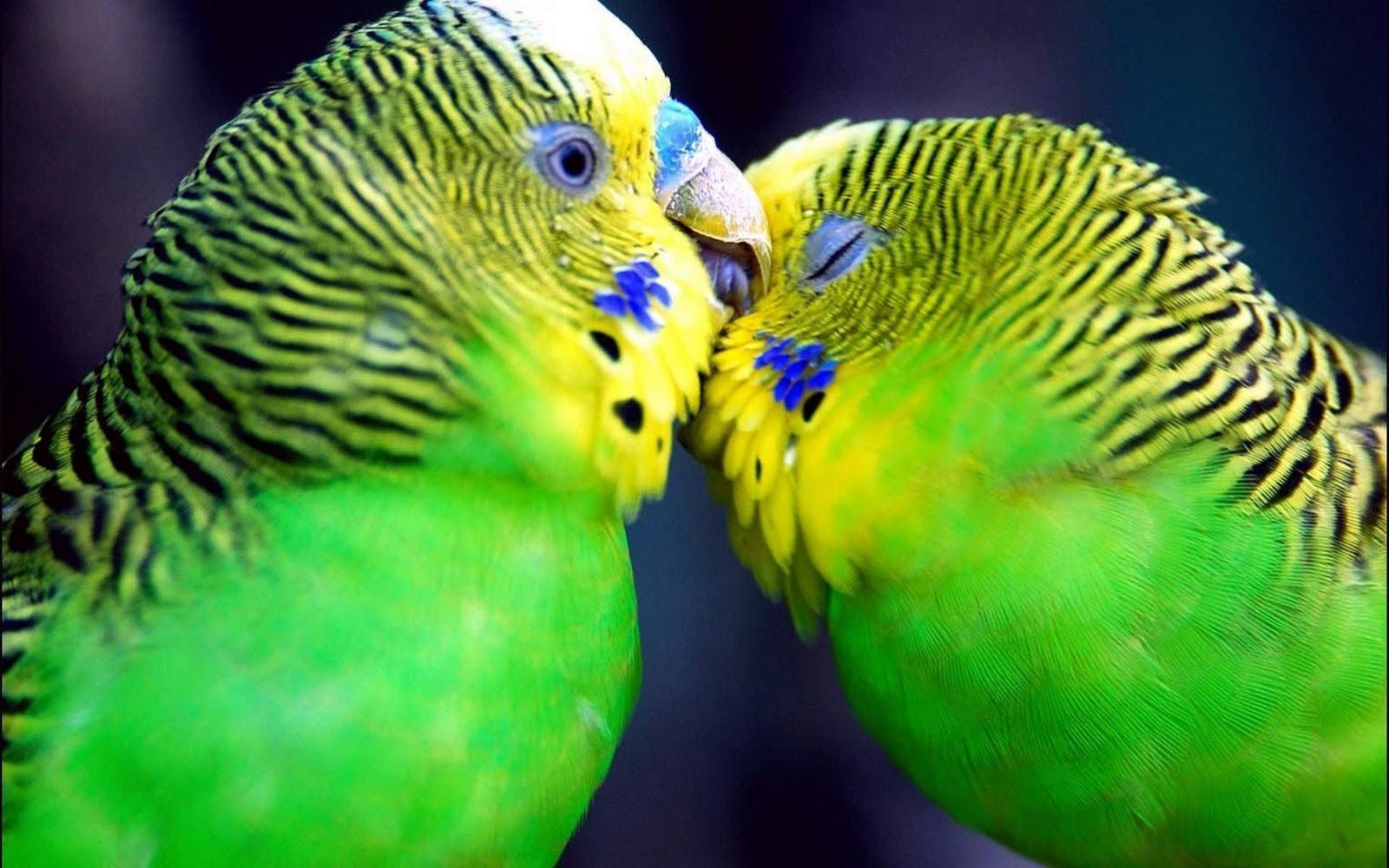 Love Birds Wallpapers Beautiful Pictures HD Wallpapers & Backgrou