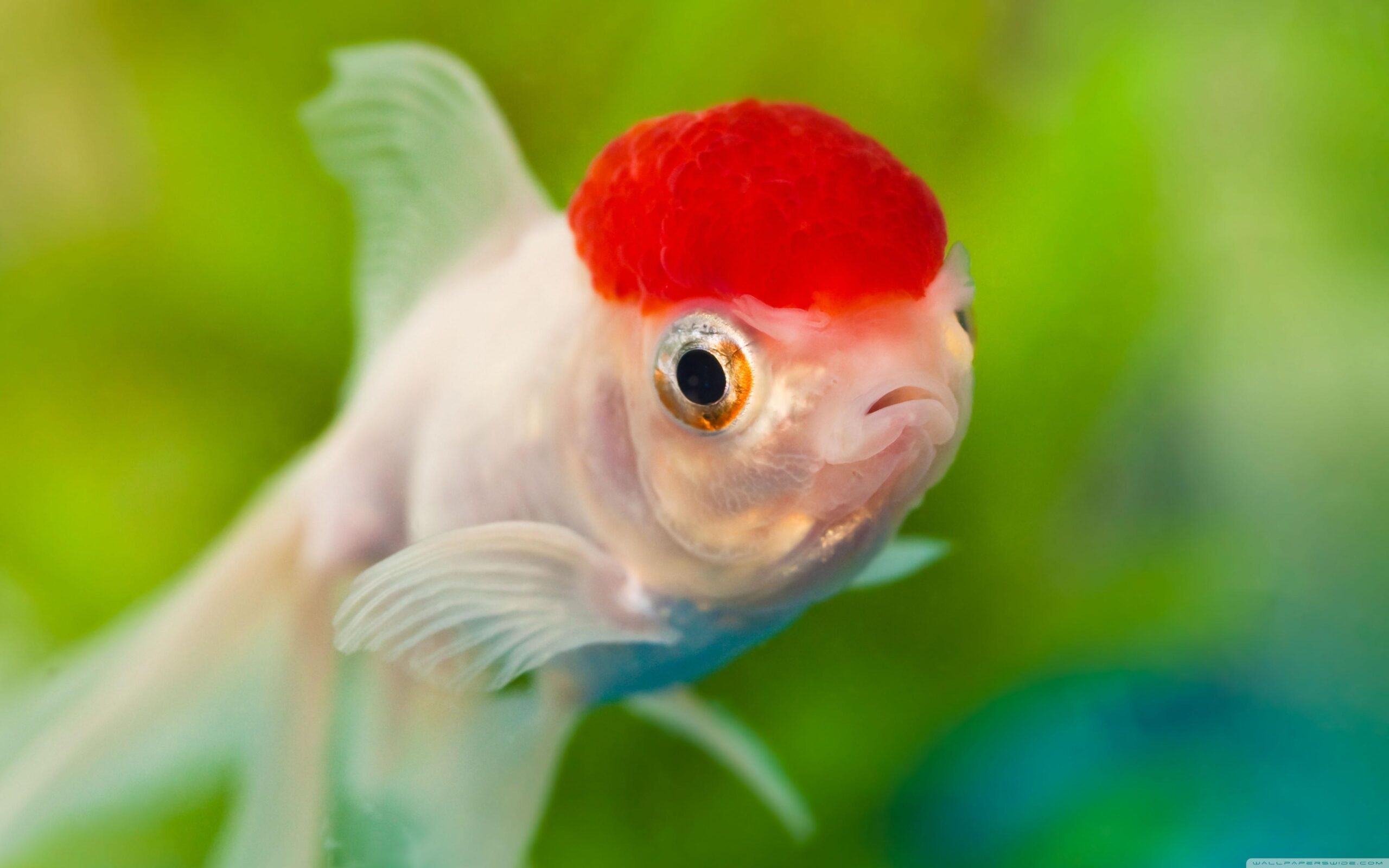 Download The Best Red Cap Oranda Goldfish Wallpapers