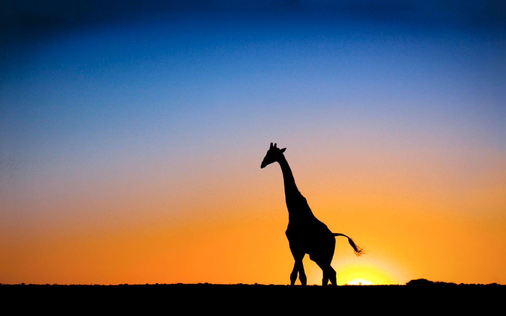 Most Downloaded Giraffe Wallpapers