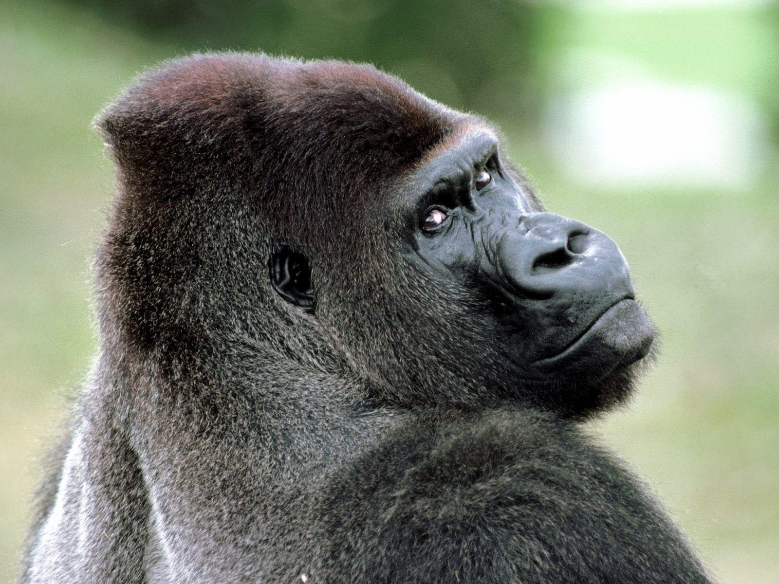 Gorilla Wallpapers 25