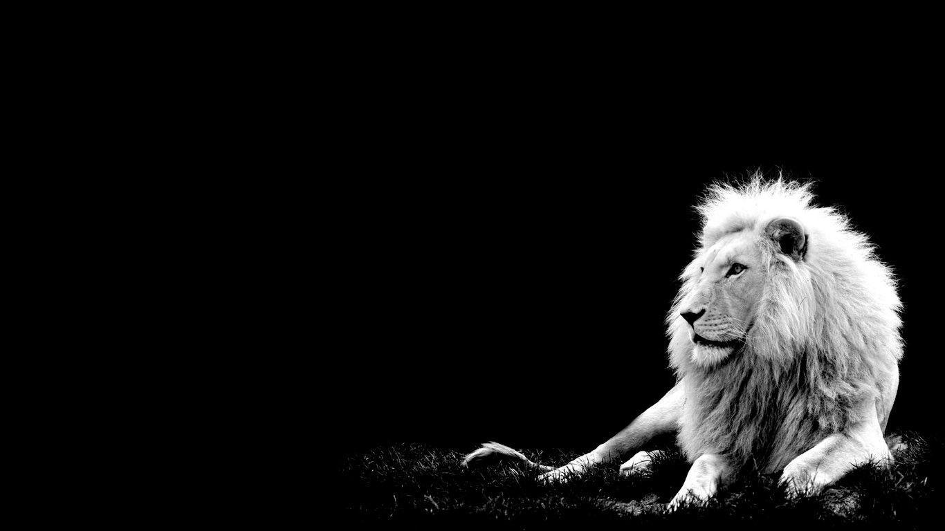 White Lion Wallpapers