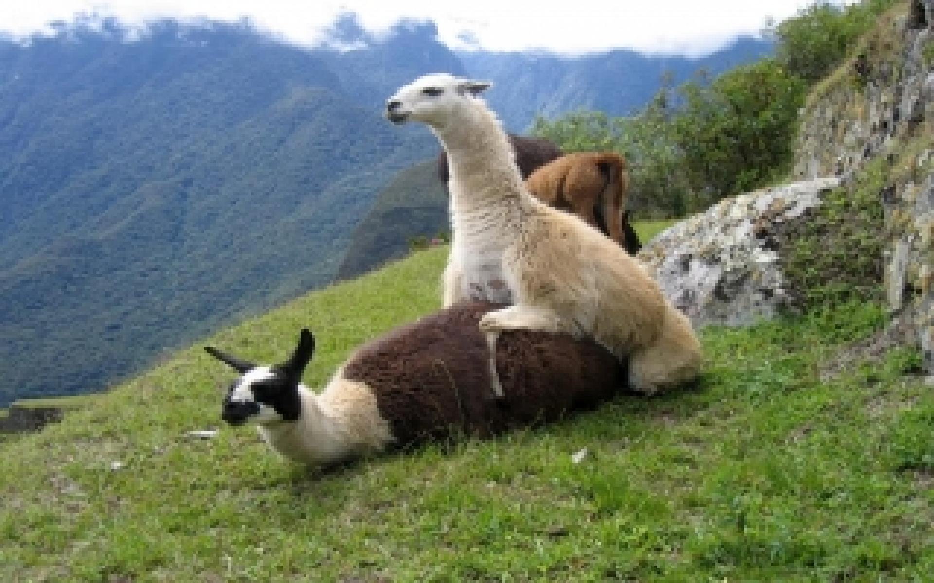 File: Llama Wallpapers