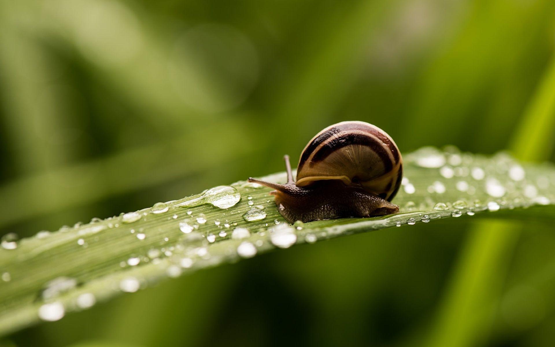 Snails Drops Grass Animals Closeup