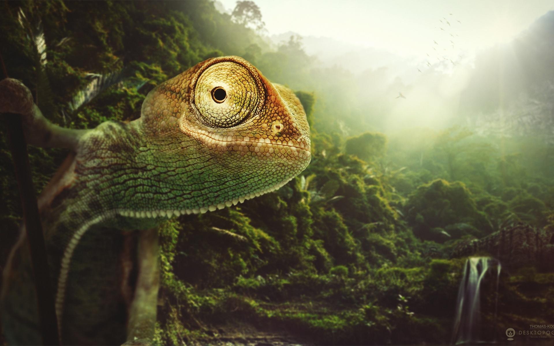 Chameleon Wallpapers