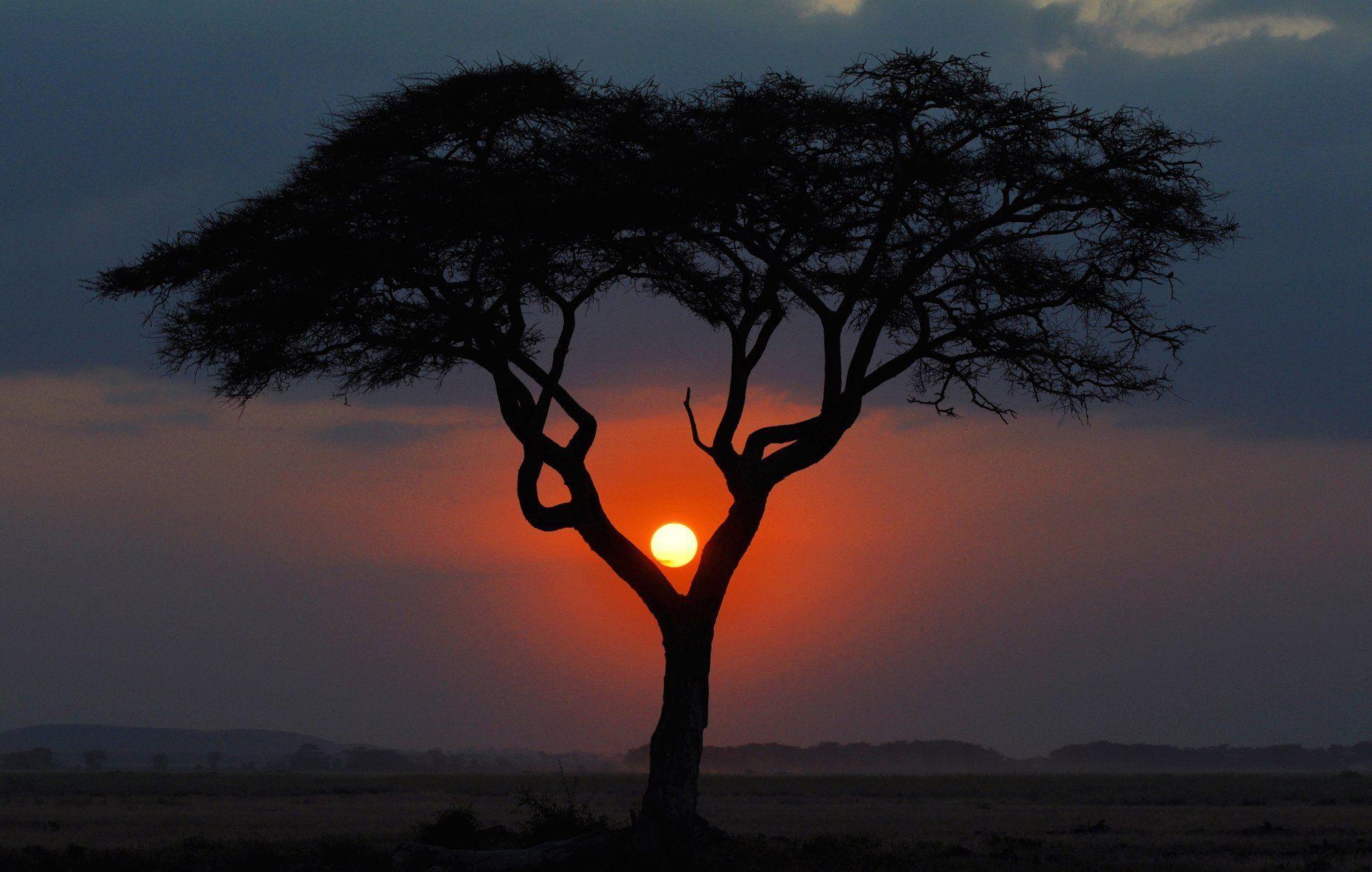 africa night tree sunset kenya landscape savannah sun HD wallpapers