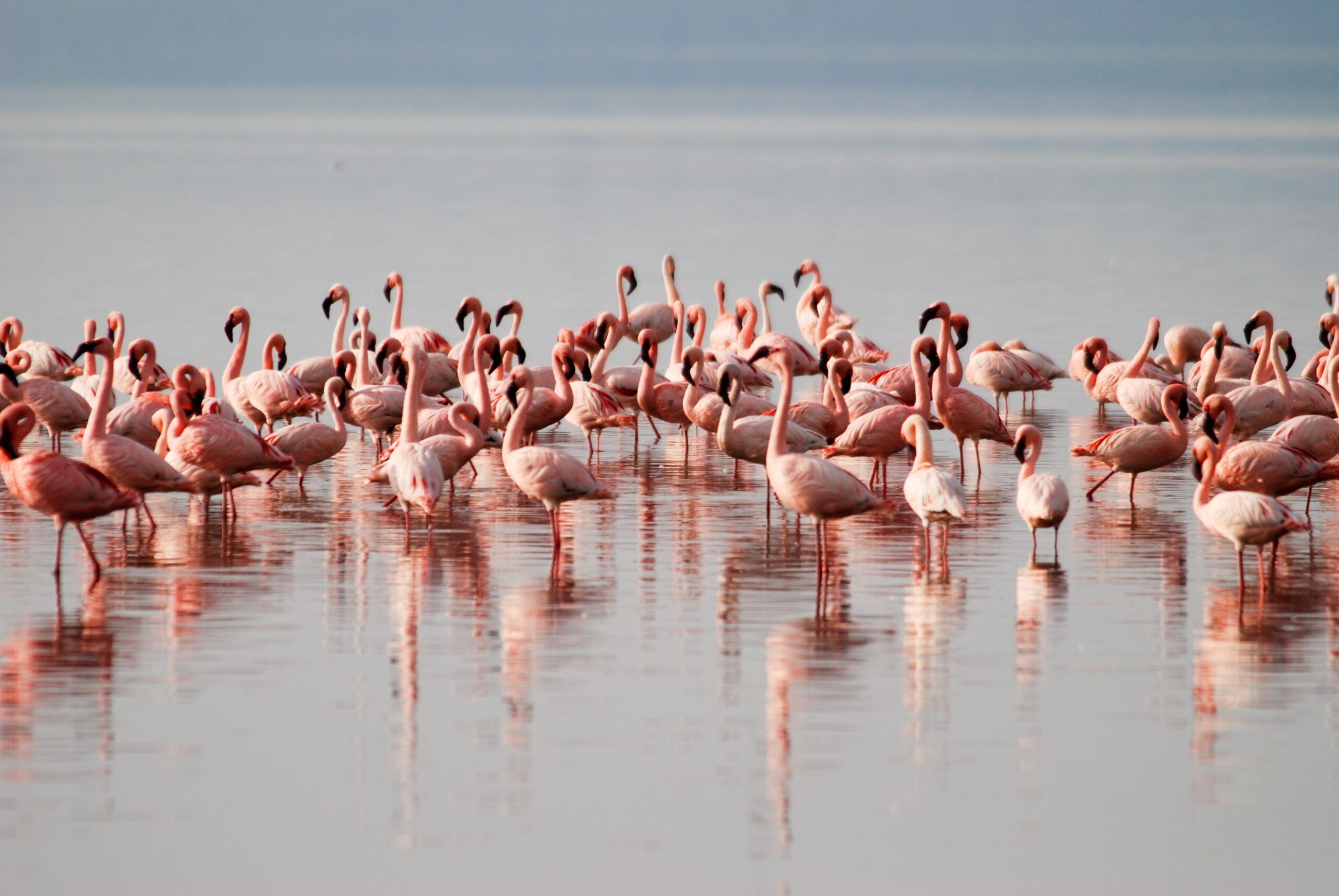 Colony of Flamingos at Lake Nakuru