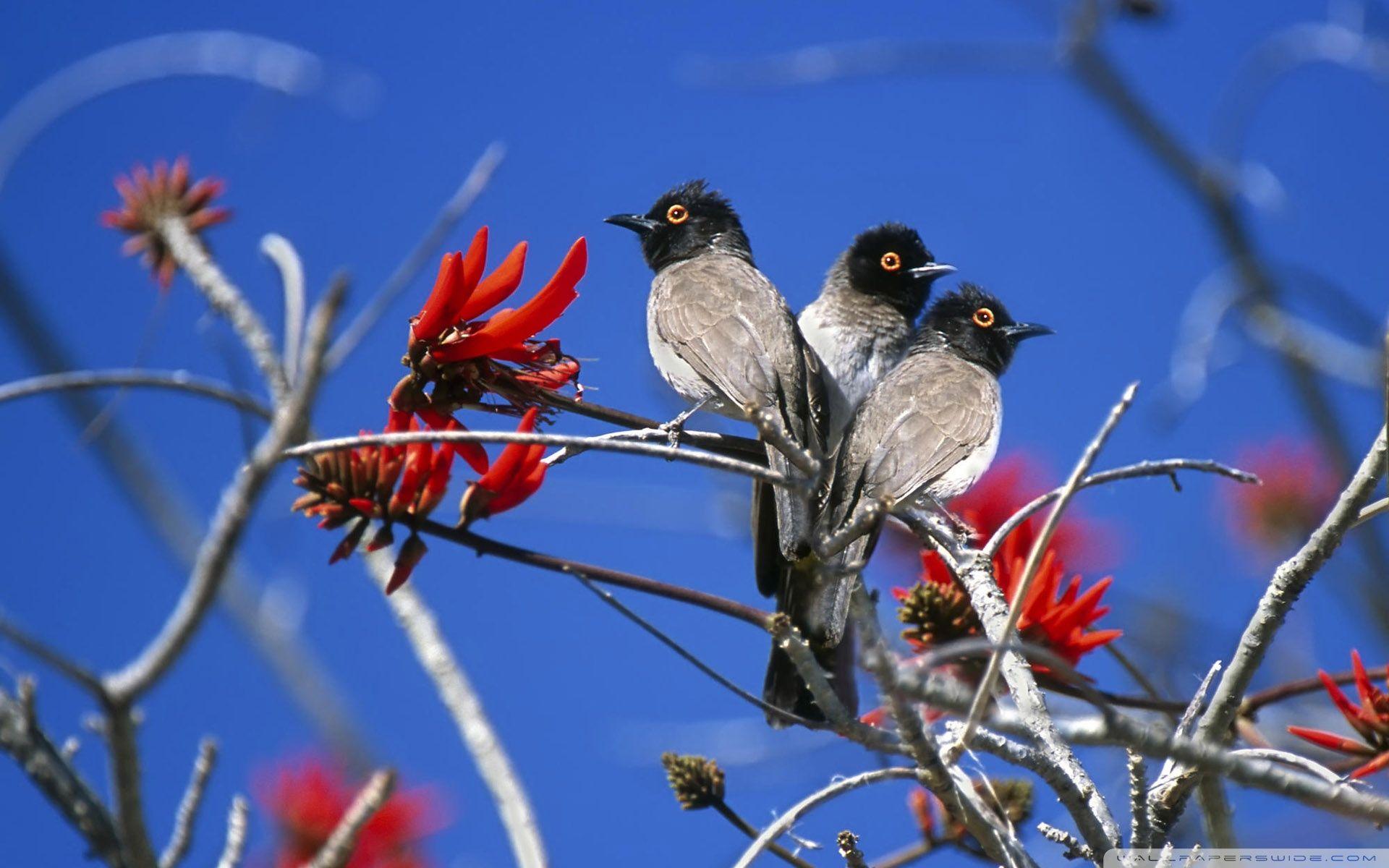 Three Birds Etosha National Park Namibia HD desktop wallpapers