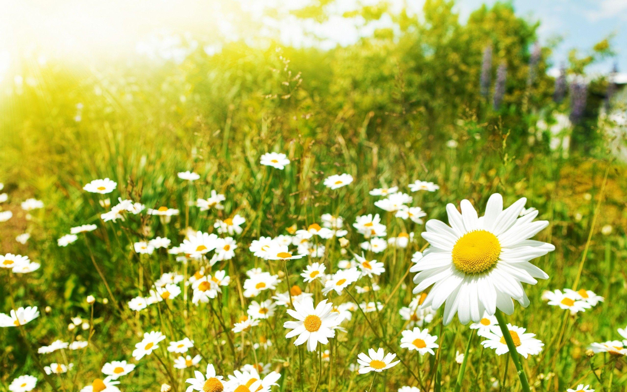 nature, flowers, meadows, daisy :: Wallpapers