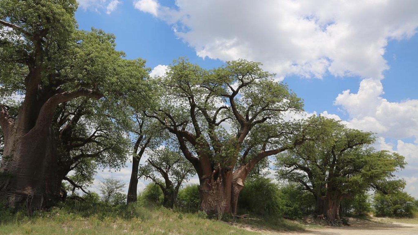 Leopard Plains in Maun