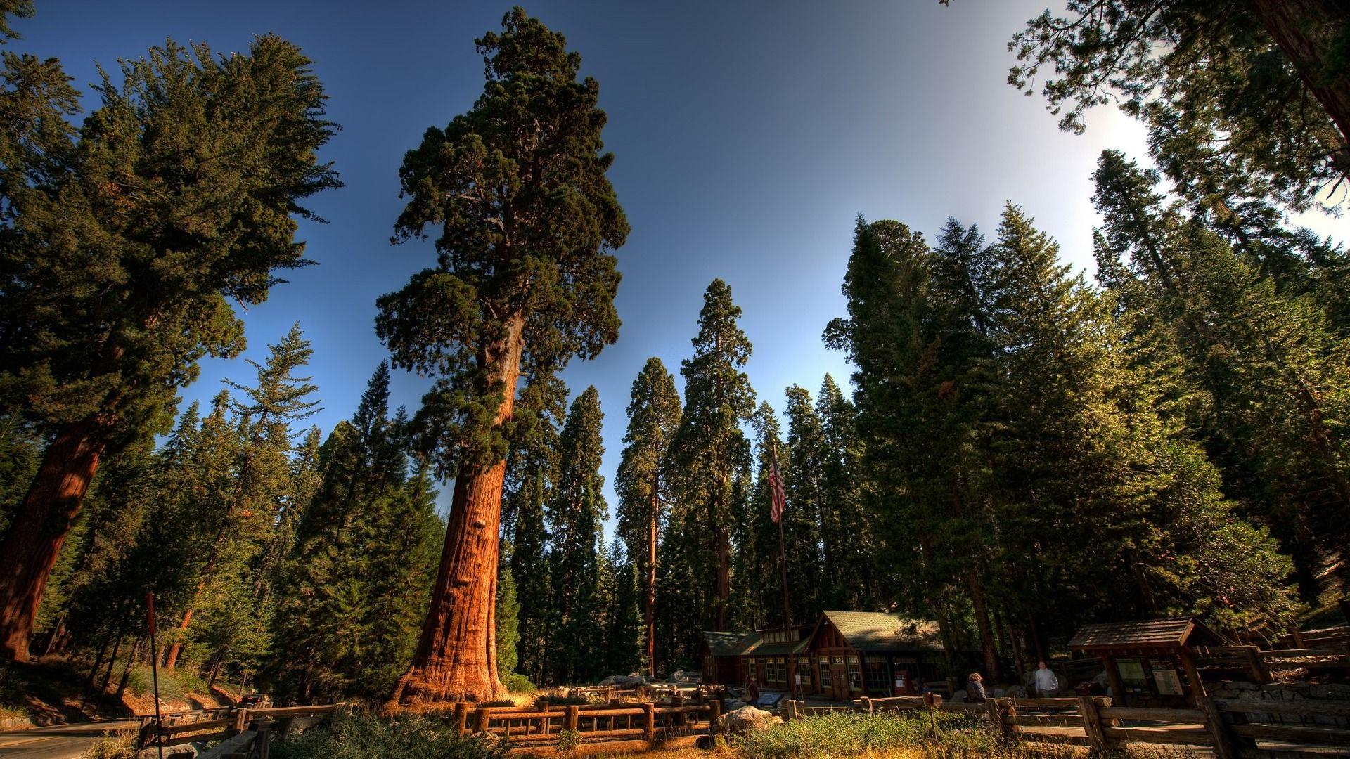 Redwood National Park Wallpapers