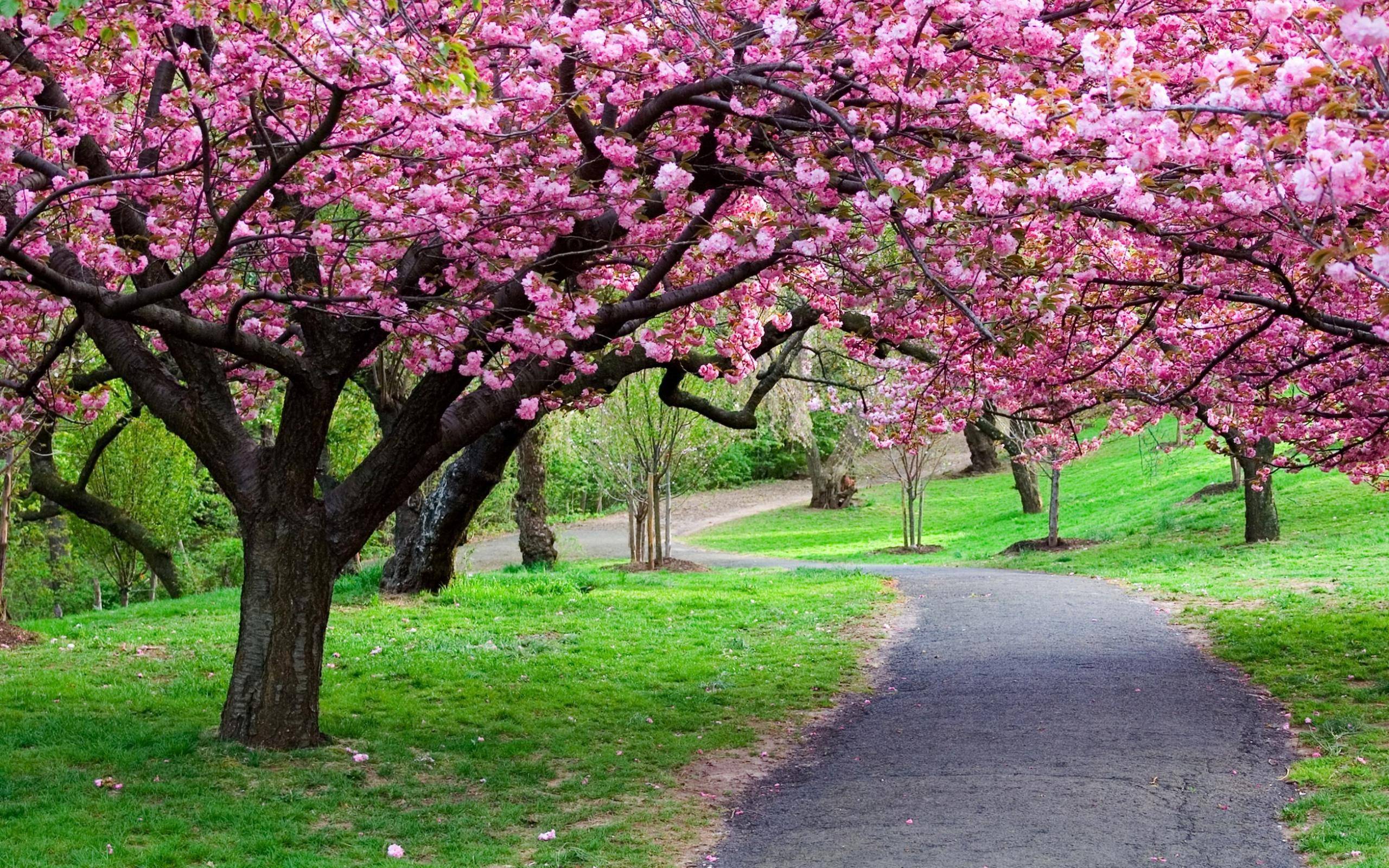 Cherry Blossom Tree wallpapers