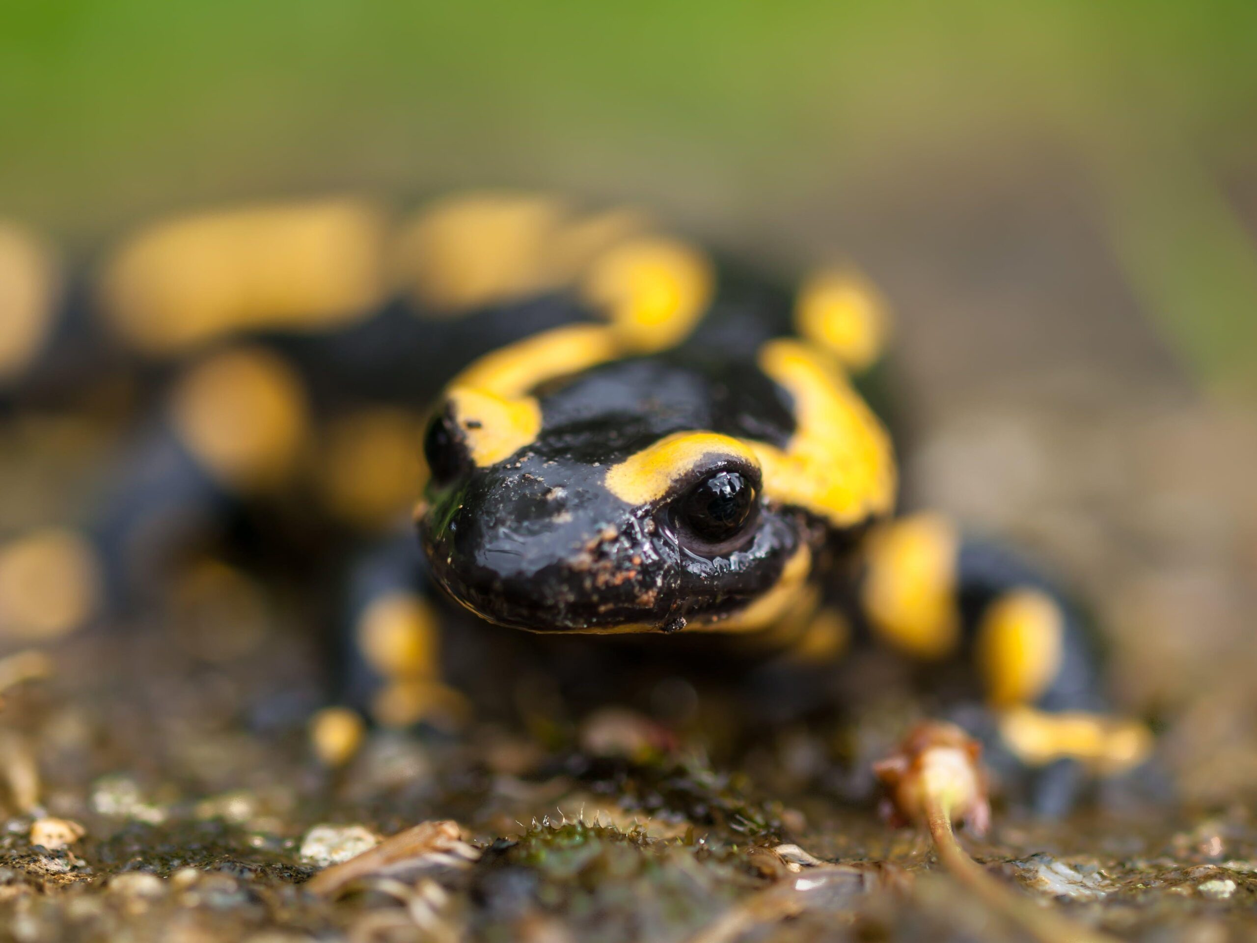 Yellow and black gecko, fire salamander HD wallpapers