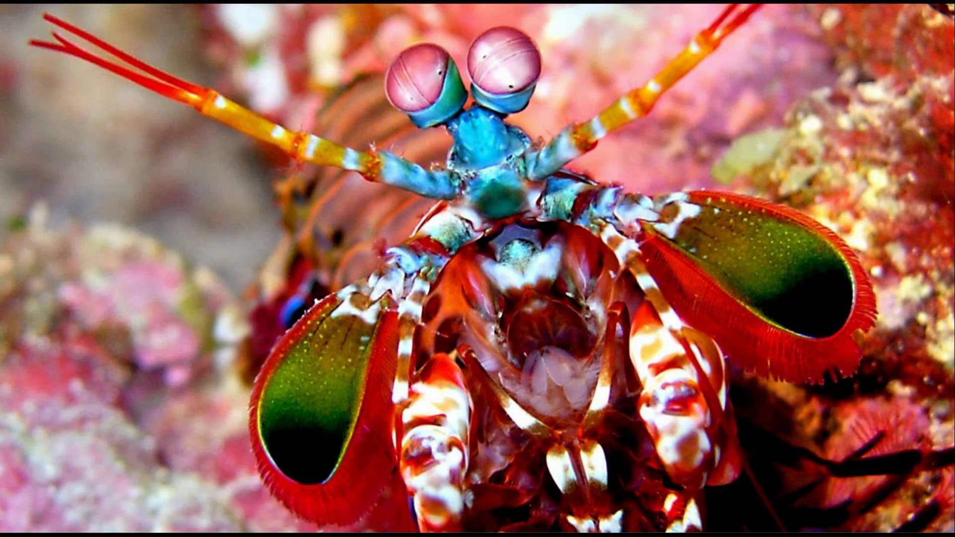 Mantis Shrimp HD Desktop Wallpapers