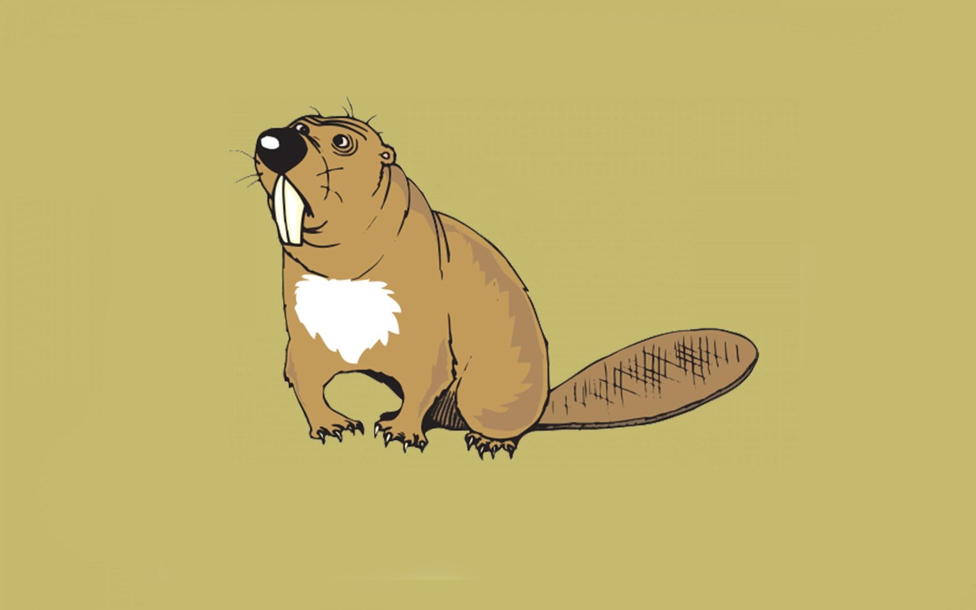 Beaver Best HD Wallpapers 28980