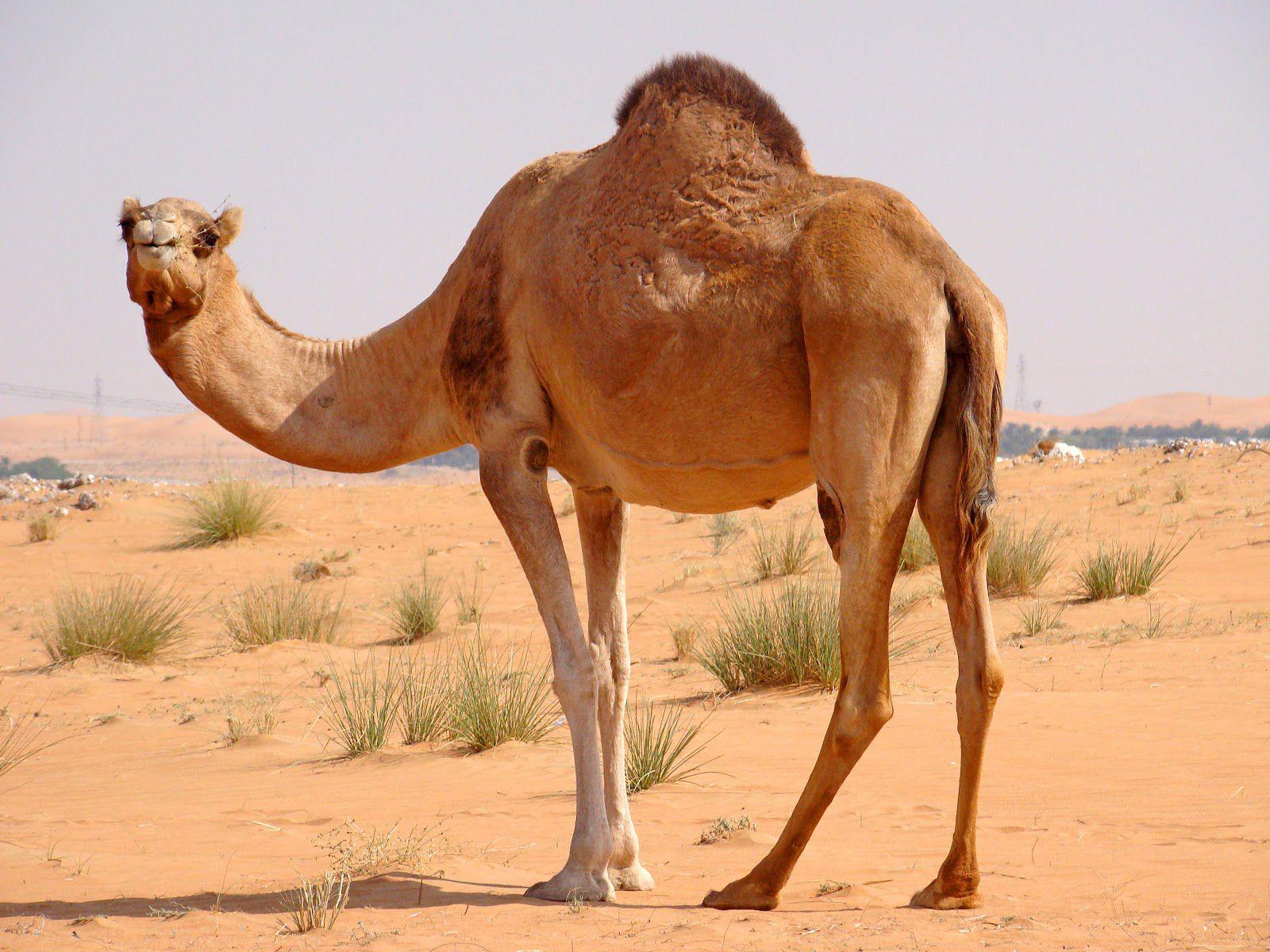 Camel Wallpapers HD Pictures