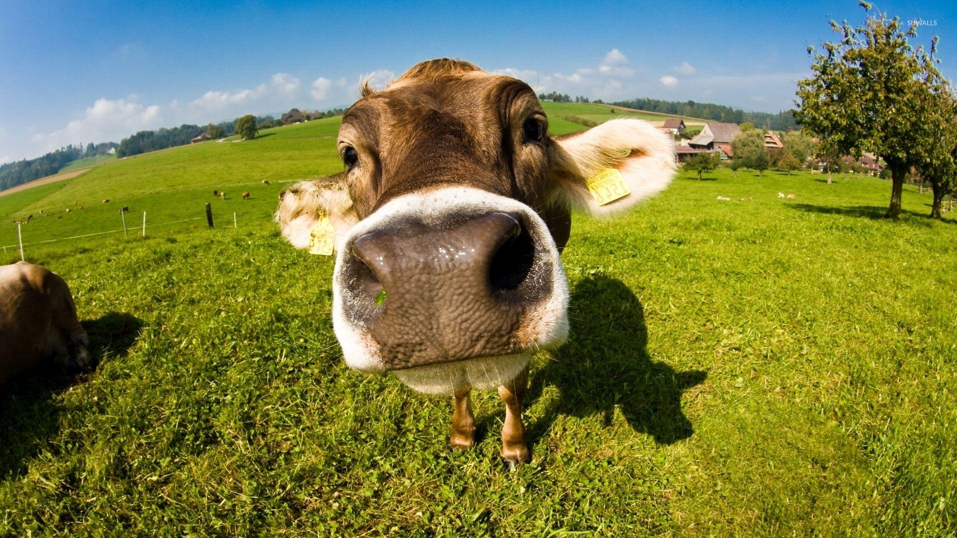 Cow wallpapers