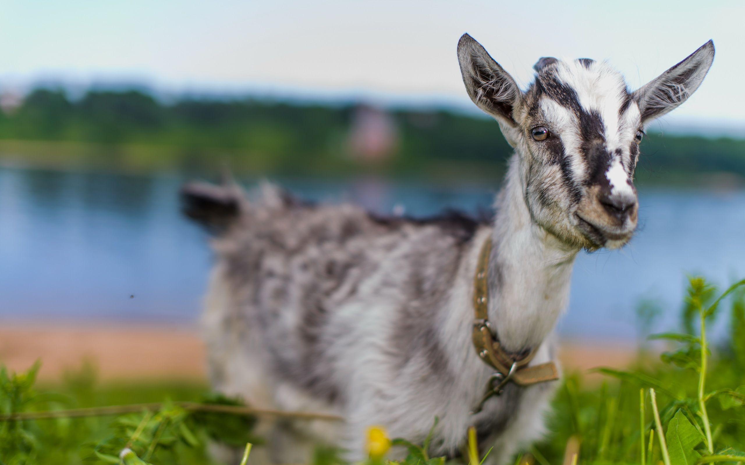 75 Goat HD Wallpapers