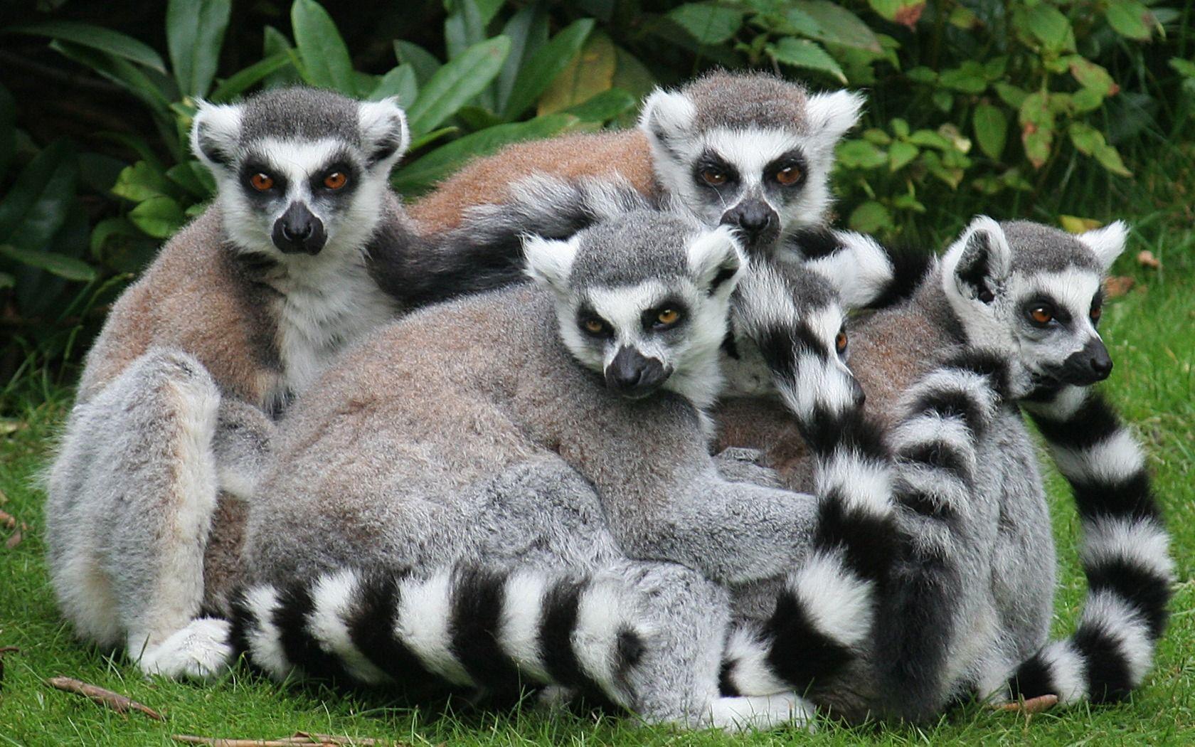 Lemurs Wallpapers Lemurs Animals Wallpapers in format for free