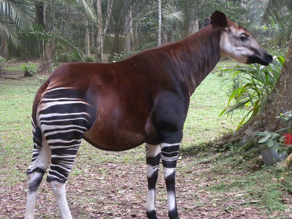 Okapi wallpapers