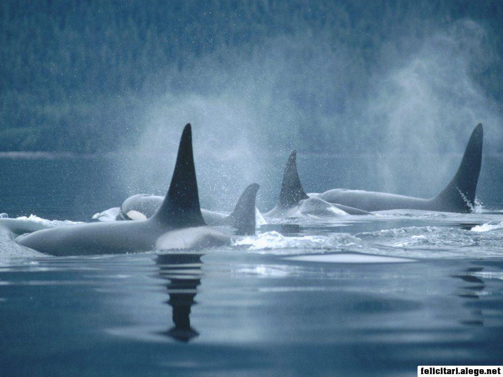 free wallpapers Orca Group Surfacing Johnstone Straits British