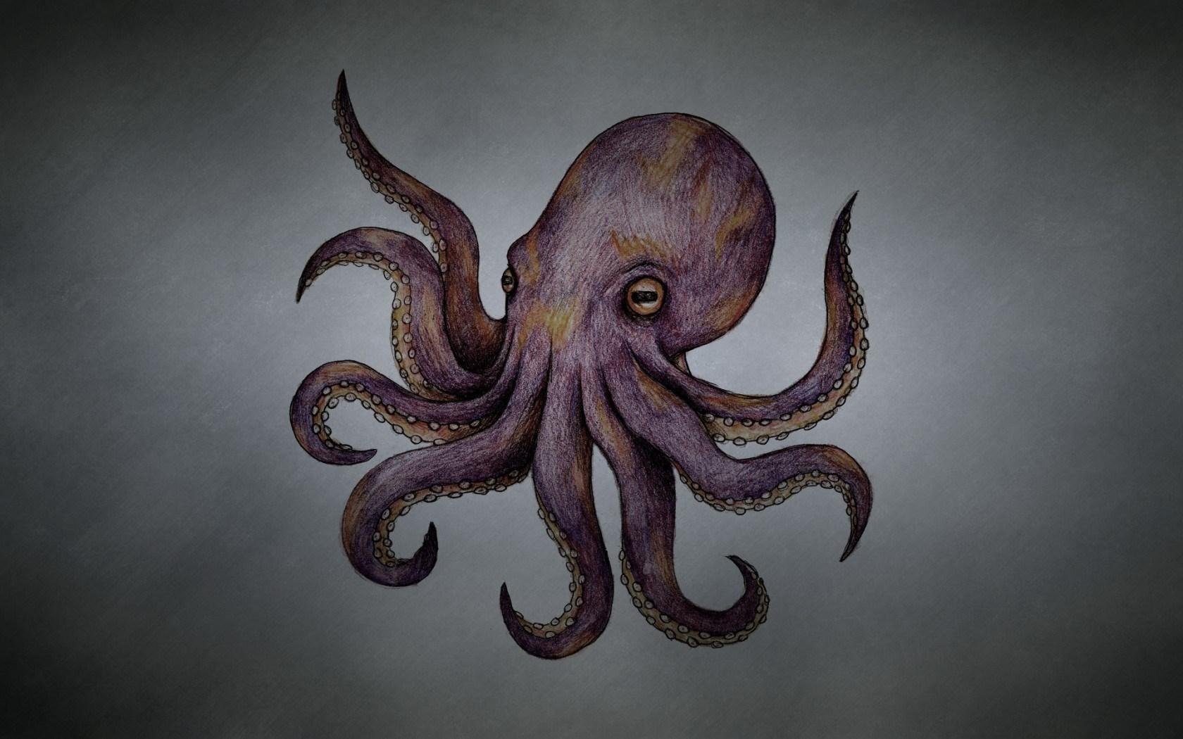 Octopus Wallpapers