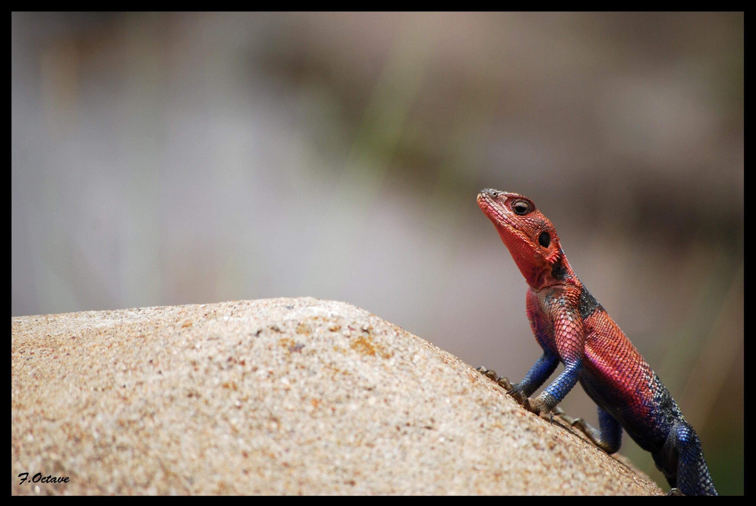 lizards reptiles redheaded rock agama wallpapers