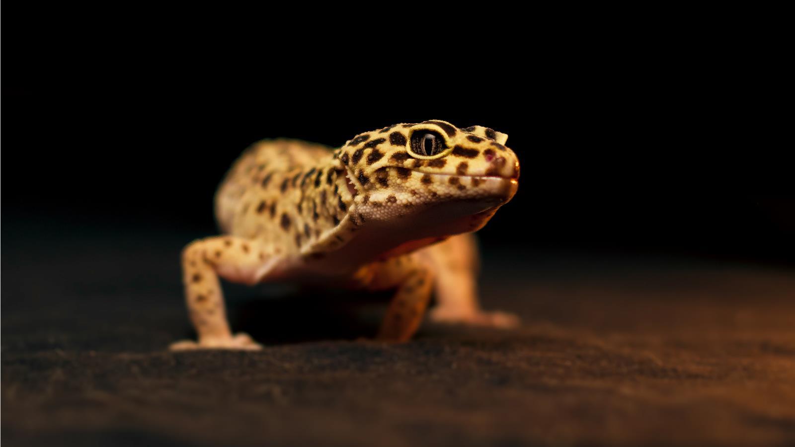 4 Leopard Gecko Wallpapers