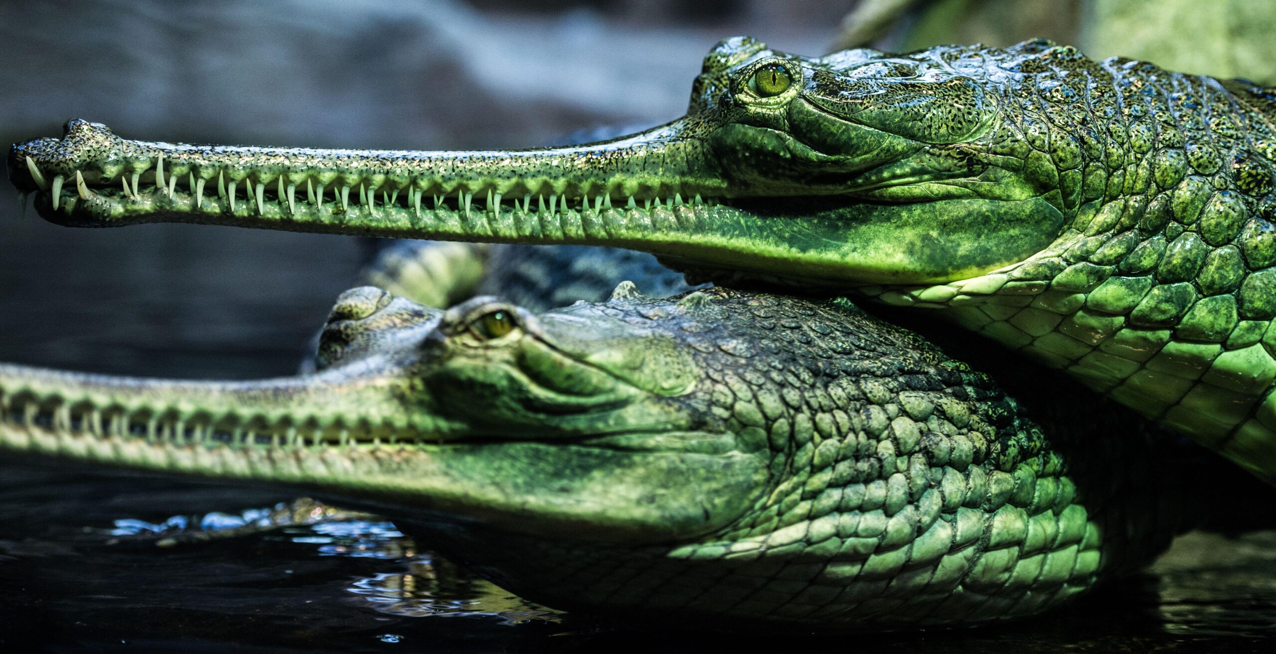 Gharial 4k Ultra HD Wallpapers