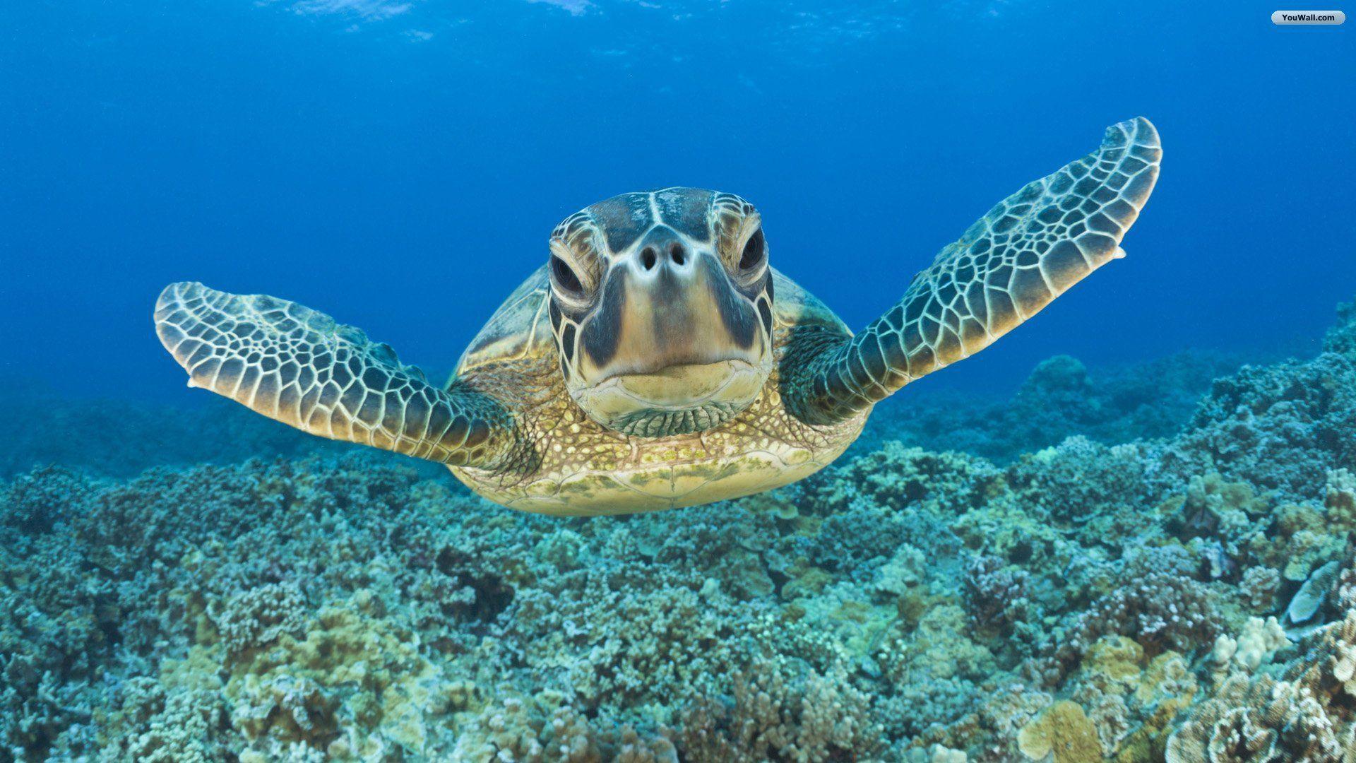 Animal Underwater Turtle