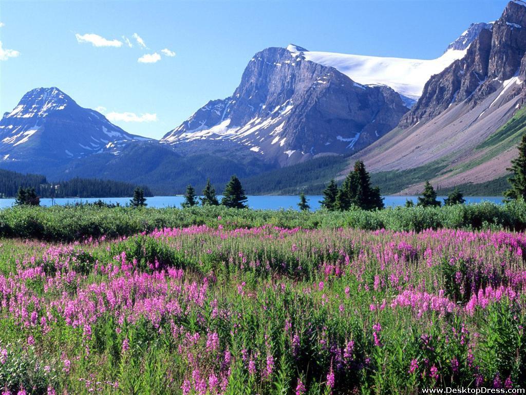 Desktop Wallpapers » Natural Backgrounds » Bow Lake, Canadian