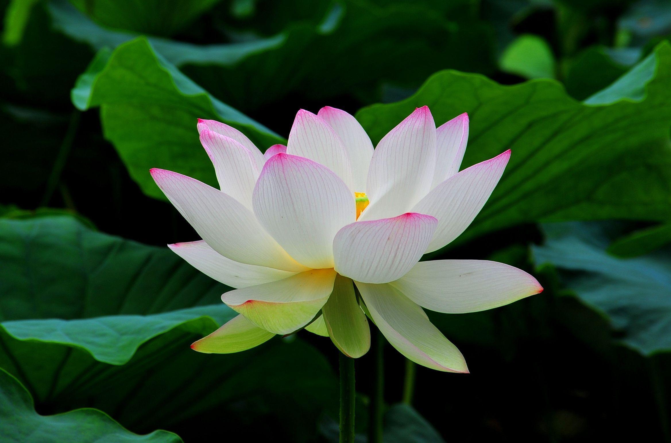 Beautiful White Lotus Flower HD Wallpapers