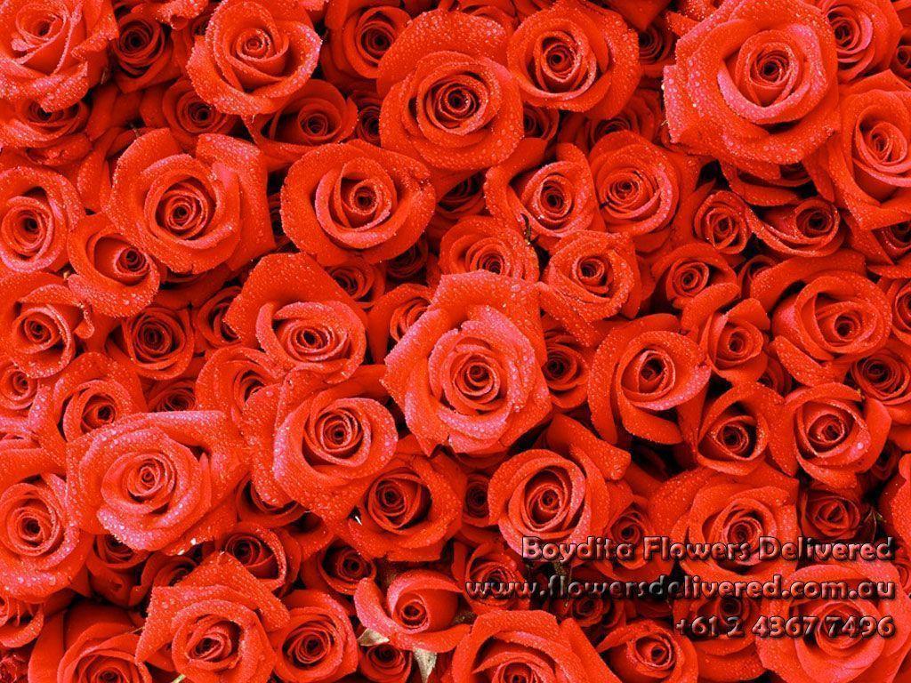 Red Roses Wallpapers Design Ideas ~ Rose Wallpapers Red Wallpapers