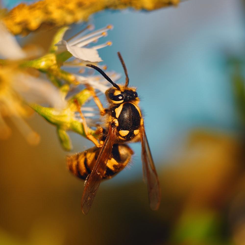 Wasp Pictures