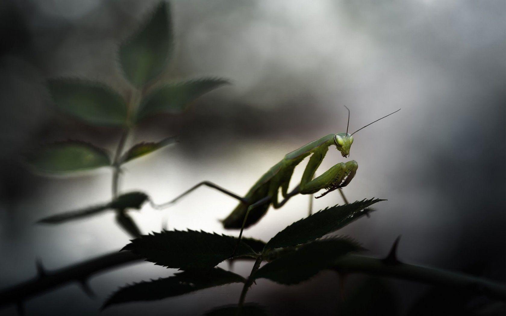 Praying Mantis Wallpapers 46083 ~ HDWallSource